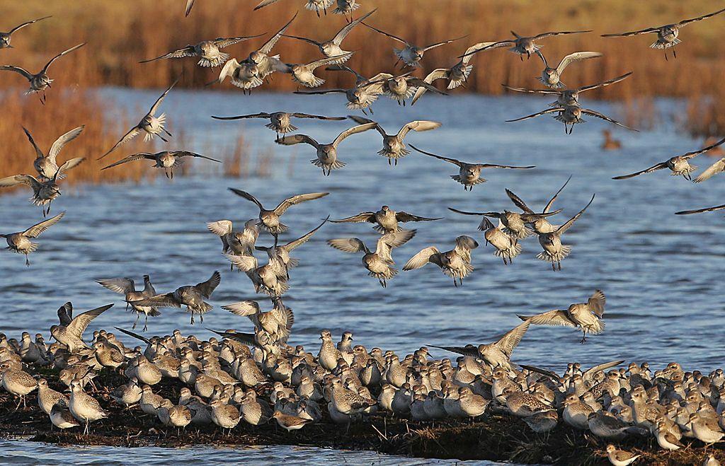 Conservation at Elmley Nature Reserve - waders