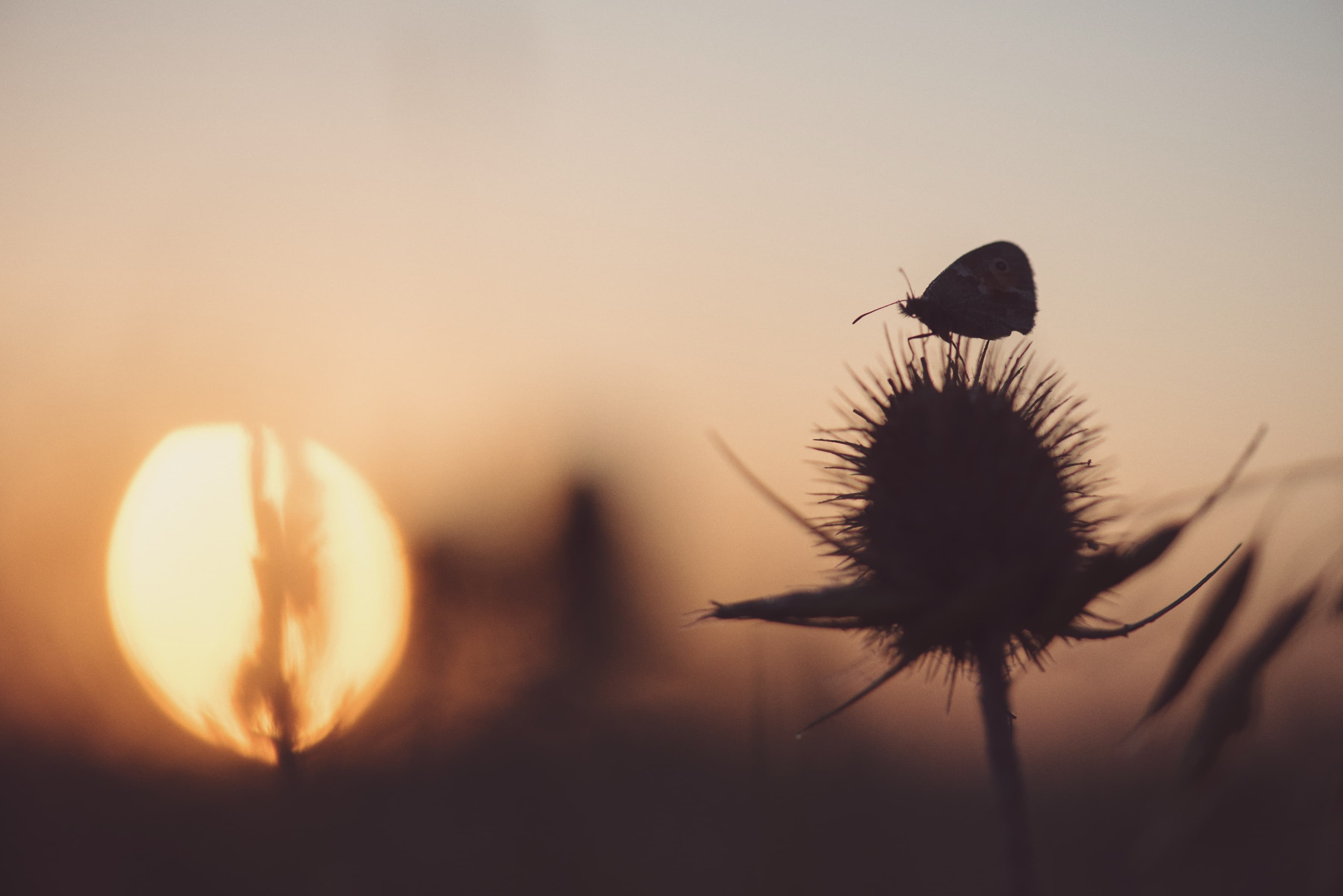 Summer sunrises at Elmley