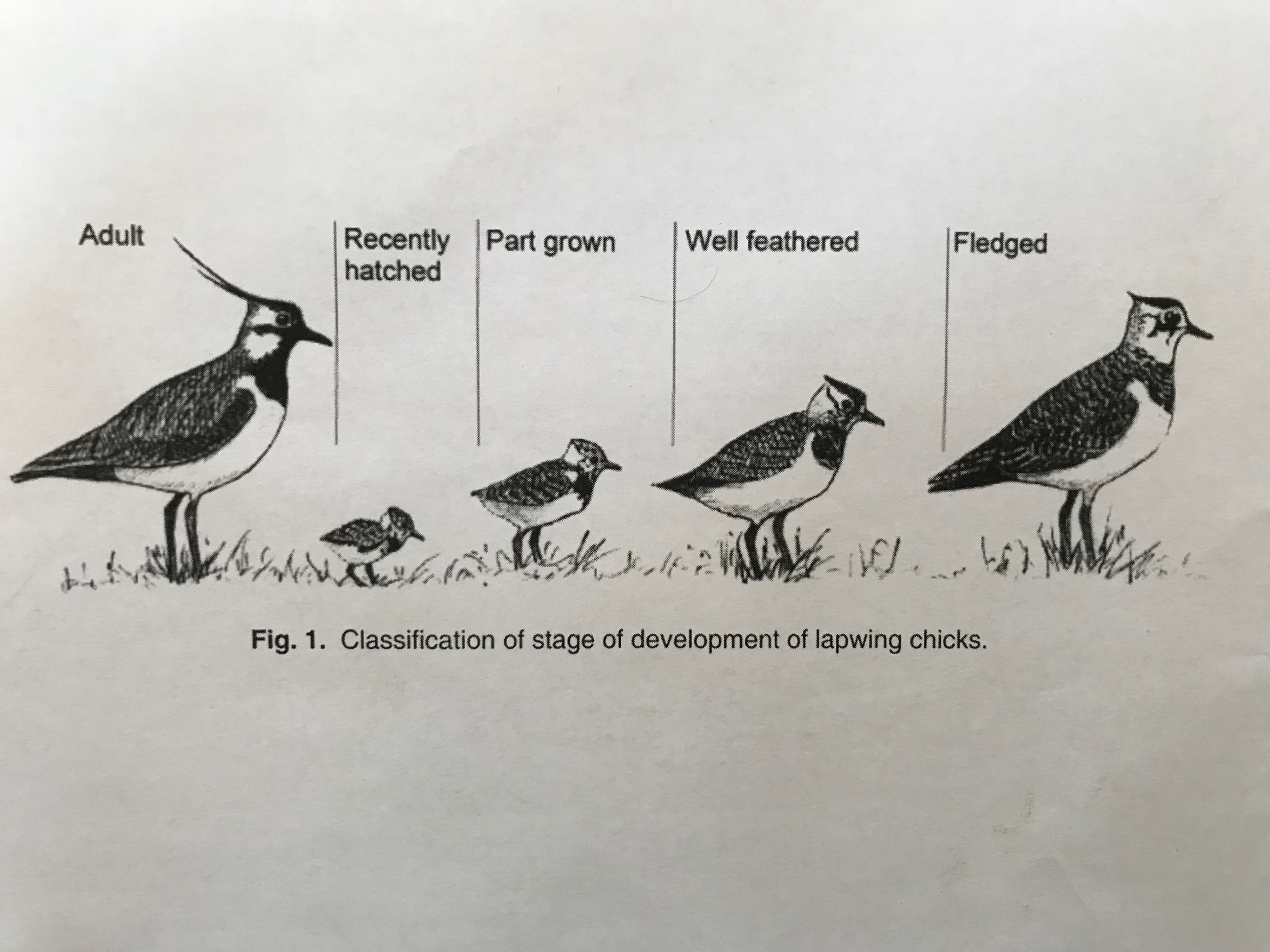 Lapwing growth stages